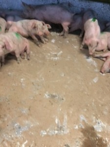 Et godt, tørt stimiljø giver grisene den bedste start på slagtesvineperioden.